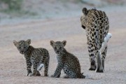 Essau and cubs